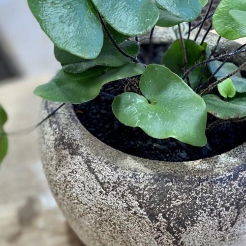 おしゃれ 観葉植物 ハートファーン 鉢植え ハートファン F5294v 遊恵盆栽 Yahoo 店 通販 Yahoo ショッピング