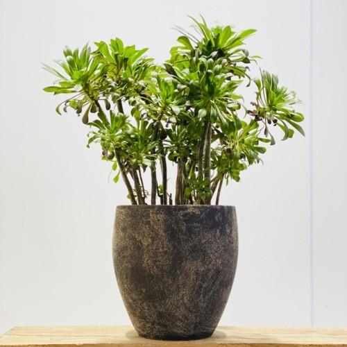 おしゃれ 観葉植物 多肉植物：アエオニウム 黒法師*鉢植え 現品 : 遊恵