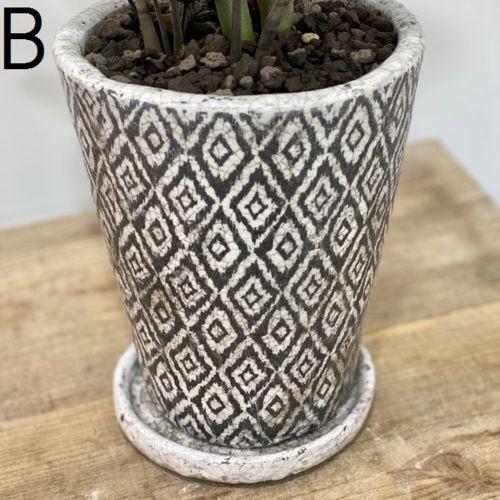 おしゃれ 観葉植物：ザミオクルカス レイバン*鉢植え 受皿付 金運 黒葉