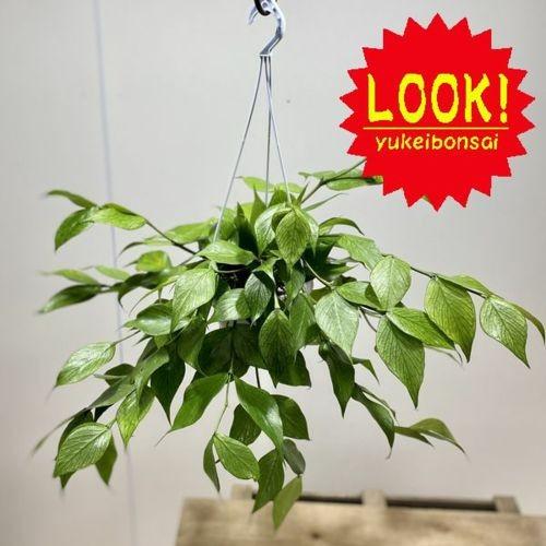 ホヤ　ポリネウラ　スプラッシュ Buy Hoya polyneura 'Splash' - Rare Indoor Plant