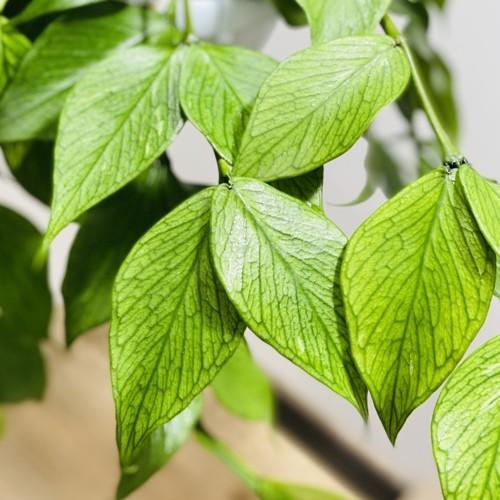 観葉植物 多肉植物：ホヤ ポリネウラ*吊り鉢 : 遊恵盆栽 Yahoo!店