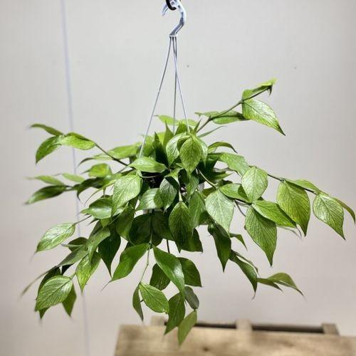 観葉植物 多肉植物：ホヤ ポリネウラ*吊り鉢 : 遊恵盆栽 Yahoo!店