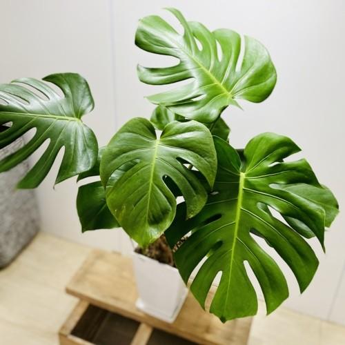 観葉植物：モンステラ*プラポット : 遊恵盆栽 Yahoo!店 - 通販 - Yahoo