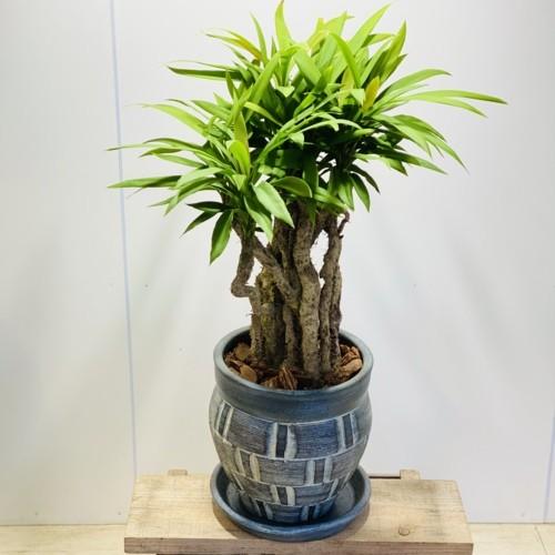 おしゃれ 観葉植物：コルジリネ・ストリクタ 青ドラセナ 鉢植え*受皿付