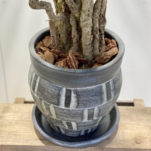 おしゃれ 観葉植物：コルジリネ・ストリクタ 青ドラセナ 鉢植え*受皿付