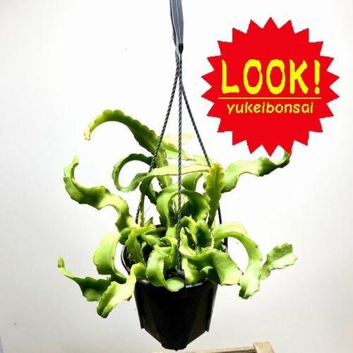 おしゃれ 観葉植物 エピフィラム グアテマレンシス 4号 吊り F5332v 遊恵盆栽 Yahoo 店 通販 Yahoo ショッピング