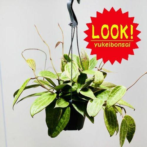観葉植物 多肉植物 ホヤ ゴールデンマージン 吊り鉢 F5333v 遊恵盆栽 Yahoo 店 通販 Yahoo ショッピング