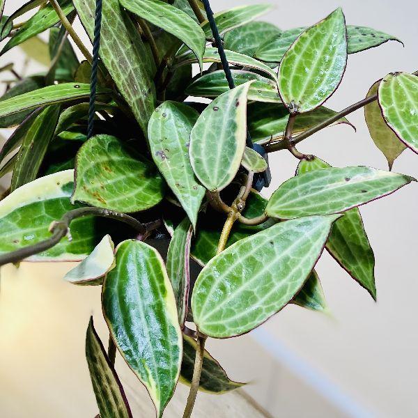 観葉植物 多肉植物：ホヤ ゴールデンマージン*吊り鉢 : 遊恵盆栽 Yahoo