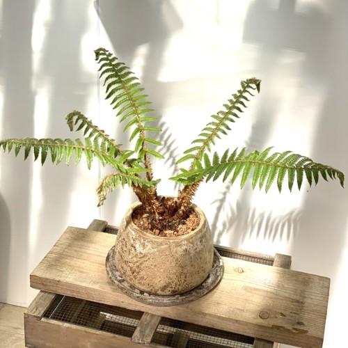 おしゃれ 観葉植物：シダ植物*鉢植え 受皿付 バークチップ : 遊恵盆栽