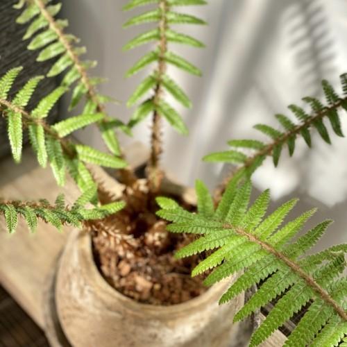 おしゃれ 観葉植物：シダ植物*鉢植え 受皿付 バークチップ : 遊恵盆栽