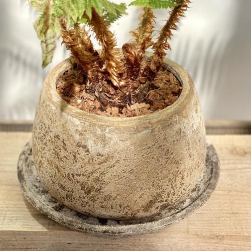 シダ植物 観葉植物 鉢植え おしゃれ 観葉植物：シダ植物*鉢植え 受皿付 バークチップ : 遊恵盆栽