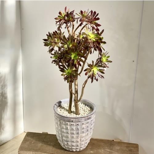おしゃれ 観葉植物 多肉植物：アエオニウム 黒法師*素焼き鉢 現品