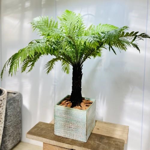 観葉植物：ブレクナム シルバーレディー*鉢植え 大型ヤマト便 : 遊恵