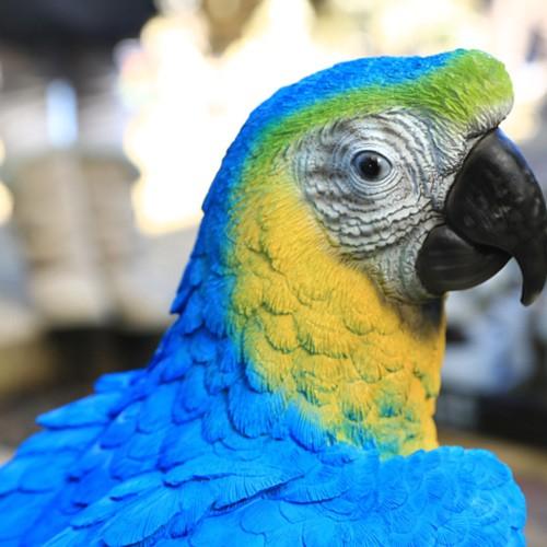 雑貨 置物 フィギュア：インコ青 超特大* 大型ヤマト便 : 遊恵盆栽