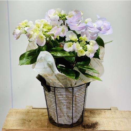 鉢花 紫陽花：冬型アジサイ スプリングエルフィン*ワイヤーバスケット