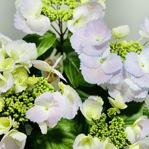 鉢花 紫陽花：冬型アジサイ スプリングエルフィン*ワイヤーバスケット