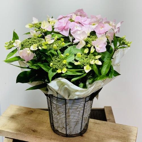 鉢花 紫陽花：冬型アジサイ スイートルナ*ワイヤーバスケット