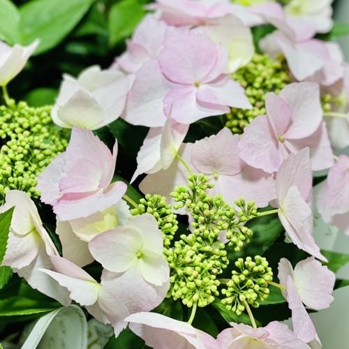 鉢花 紫陽花：冬型アジサイ スイートルナ*ワイヤーバスケット
