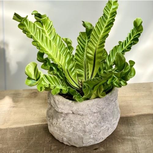 人気定番 観葉植物 アスプレニウム コブラ 鉢植え 売り尽 R4urealtygroup Com