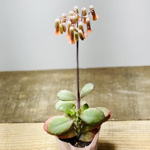 観葉植物 カランコエ リンリン ポット苗 お花終わりました F5370v 遊恵盆栽 Yahoo 店 通販 Yahoo ショッピング