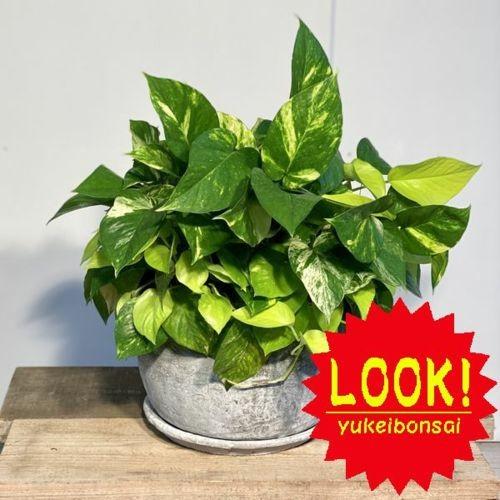 おしゃれ 観葉植物 ポトス寄せ 鉢植え 受皿付 Supersport Tn