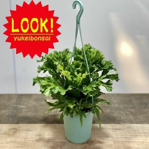 園芸用品 アスプレニウム レズリー スタンド鉢カバー おしゃれ 観葉植物
