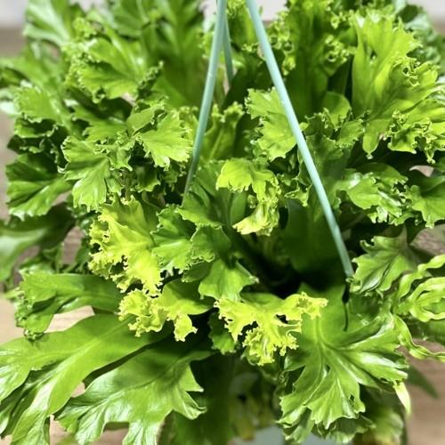 観葉植物：アスプレニウム レズリー*吊り鉢 : 遊恵盆栽 Yahoo!店