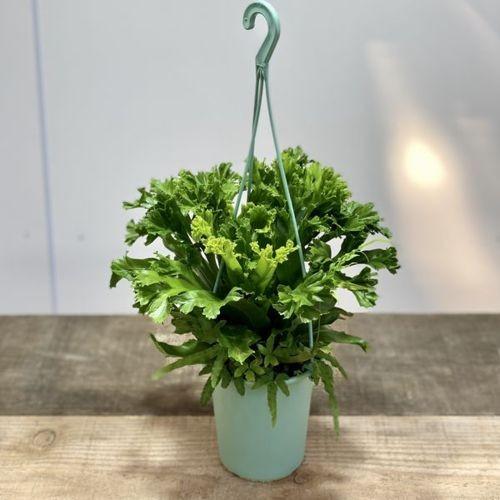 y-bonsai_f5385v_2