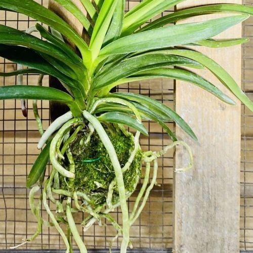 洋ラン 観葉植物 バンダ ブルー ピンク 翡翠蘭 ひすいらん 板付け F53v 遊恵盆栽 Yahoo 店 通販 Yahoo ショッピング