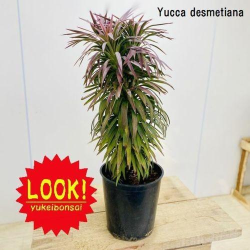 観葉植物 ユッカ デスメティアナ 現品 F5395v 遊恵盆栽 Yahoo 店 通販 Yahoo ショッピング