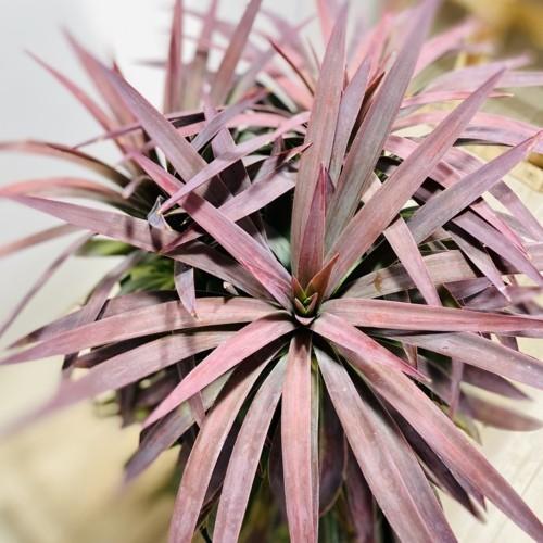 観葉植物 ユッカ デスメティアナ 現品 F5395v 遊恵盆栽 Yahoo 店 通販 Yahoo ショッピング