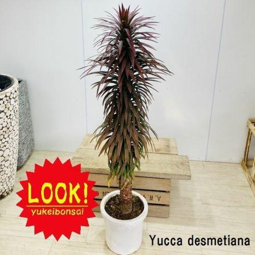 おしゃれ 観葉植物 ユッカ デスメティアナ 大型ヤマト便 現品 F5396v 遊恵盆栽 Yahoo 店 通販 Yahoo ショッピング