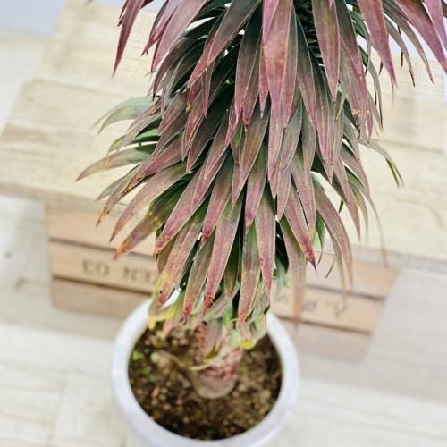 おしゃれ 観葉植物 ユッカ デスメティアナ 大型ヤマト便 現品 F5396v 遊恵盆栽 Yahoo 店 通販 Yahoo ショッピング
