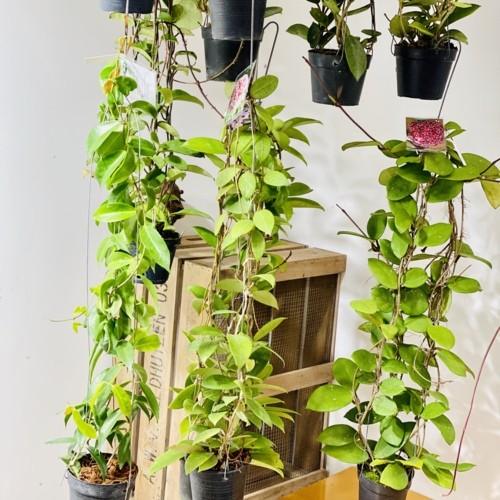 Hoya verticillata wayang ホヤ 吊り鉢 Hoya verticillata wayang ホヤ 吊り鉢 - メルカリ