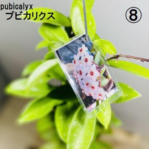観葉植物：ホヤ各種*3.5号吊り鉢 : 遊恵盆栽 Yahoo!店 - 通販 - Yahoo