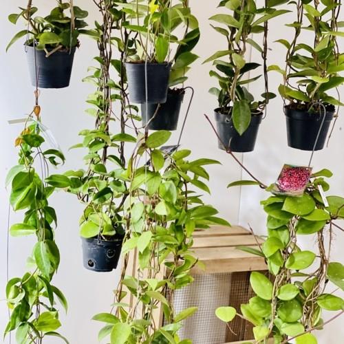 ランキング１位受賞 観葉植物 ホヤ 品種不明 吊り鉢 今月限定 特別大特価 Ignitegospelchoir Org