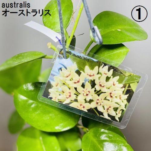 観葉植物：ホヤ各種*3.5号吊り鉢 : 遊恵盆栽 Yahoo!店 - 通販