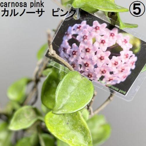 観葉植物：ホヤ各種*3.5号吊り鉢 : 遊恵盆栽 Yahoo!店 - 通販 - Yahoo