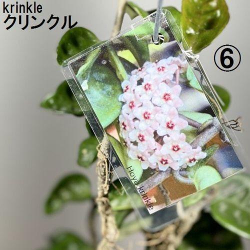 観葉植物：ホヤ各種*3.5号吊り鉢 : 遊恵盆栽 Yahoo!店 - 通販 - Yahoo