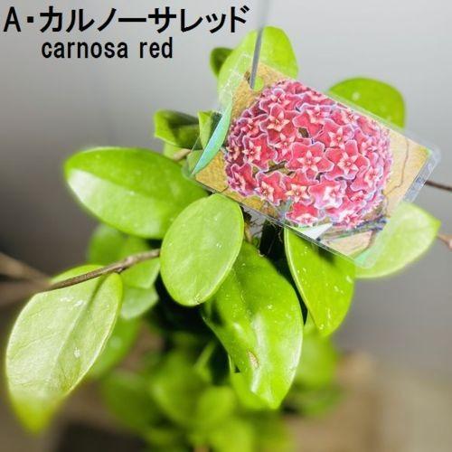 観葉植物：ホヤ各種*3.5号吊り鉢 : 遊恵盆栽 Yahoo!店 - 通販 - Yahoo