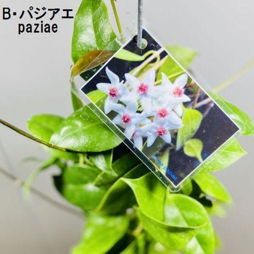 観葉植物：ホヤ各種*3.5号吊り鉢 : 遊恵盆栽 Yahoo!店 - 通販 - Yahoo