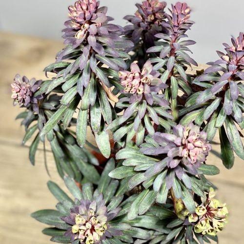 多肉植物 観葉植物：ユーフォルビア ブラックバード*5号 : 遊恵盆栽