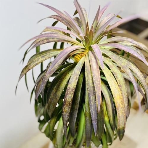 訳あり 観葉植物：ユッカ アロイフォリア 陶器鉢*現品 : 遊恵盆栽