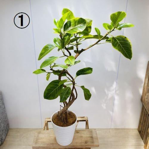 おしゃれ 観葉植物 フィカス アルテシーマ セラアート 大型ヤマト便配送 現品 ココヤシ F5410v 遊恵盆栽 Yahoo 店 通販 Yahoo ショッピング