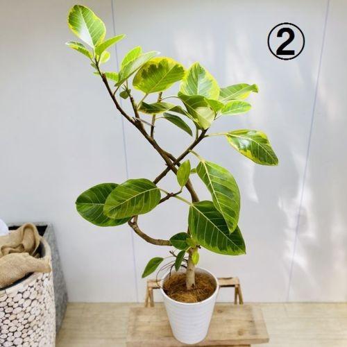 全品送料無料 おしゃれ 観葉植物 フィカス アルテシーマ セラアート 大型ヤマト便配送 現品 ココヤシ 選べる現品 インテリアグリーン 絶妙 R4urealtygroup Com