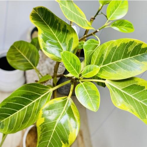 全品送料無料 おしゃれ 観葉植物 フィカス アルテシーマ セラアート 大型ヤマト便配送 現品 ココヤシ 選べる現品 インテリアグリーン 絶妙 R4urealtygroup Com