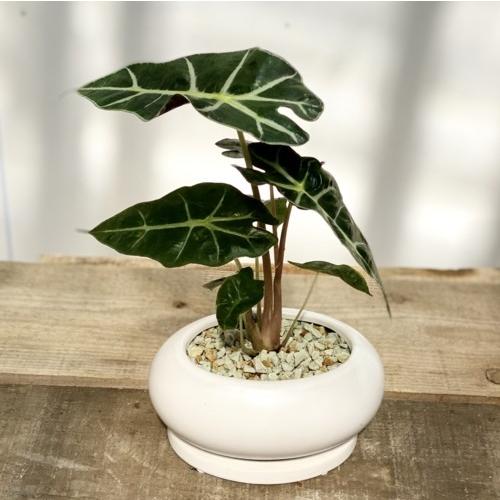 おしゃれ 観葉植物 アロカシア アマゾニカ 鉢植え 受皿付 F5412v 遊恵盆栽 Yahoo 店 通販 Yahoo ショッピング