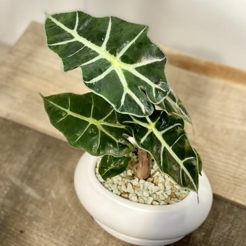 おしゃれ 観葉植物 アロカシア アマゾニカ 鉢植え 受皿付 F5412v 遊恵盆栽 Yahoo 店 通販 Yahoo ショッピング