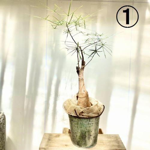 ボトルツリー　ブラキキトン３株セット❗️ おしゃれ 観葉植物：ブラキキトン ボトルツリー ブリキバケツ