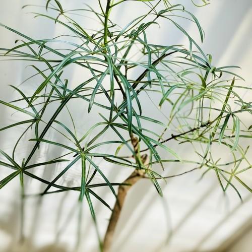 ボトルツリー　ブラキキトン３株セット❗️ ボトルツリー｜ブラキキトン】天然石鉢・観葉植物｜GORI STORE